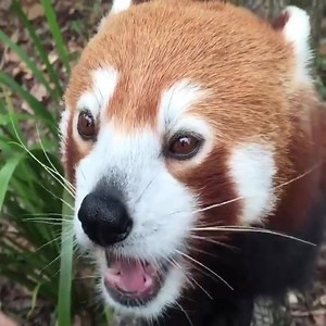 23K views · 87 reactions | Red panda eating grapes! | The Curious Quokka | Facebook
