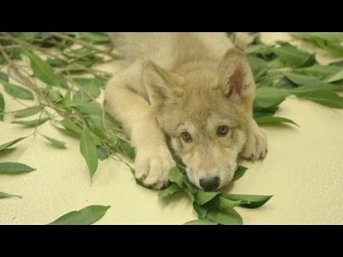 CUTE: Adorable grey wolf pup becomes San Diego Zoo's animal 'ambassador'
