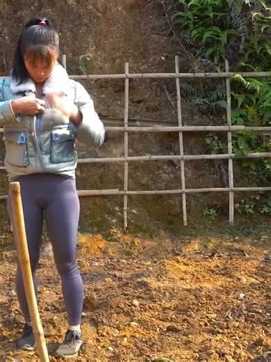 Timelapse: Egg Harvesting on a Chicken Farm