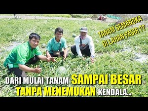 PANDUAN LENGKAP CARA MENANAM SEMANGKA | CARA MENANAM SEMANGKA