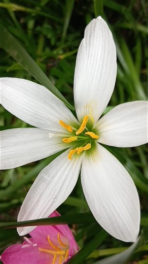 Beautiful flowers video !! Flowers Varieties !! Home Gardening #flowers #flowervarieties #shorts