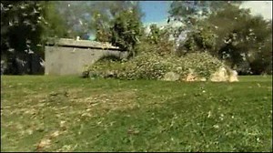 Australian locusts threaten crops