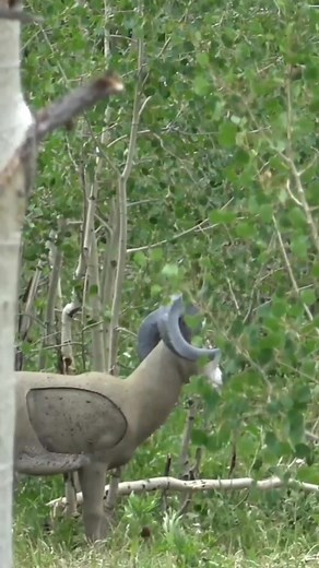 HOW FAR is this bow and arrow shot? #bowdisciples #tac #totalarcherychallenge #bighornsheep #bow #archery #compoundbow #trickshot #longshot #bowhunt