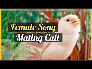 Super MATING CALL female Canary songs - LIVE SINGING