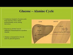 GLUCOSE ALANINE CYCLE#carbohydratemetabolism #gluconeogenesis #glycolysis #biochemistry
