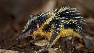 David Attenborough: BBC Earth: Madagascar: Season 1 Episode 2 Lost Worlds