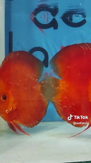 Pareja de peces disco en acuario con crías recientes