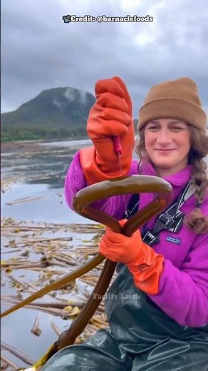 Why Kelp Is the Ocean’s Ultimate Superfood?😳 (📽️ _@barnaclefoods )