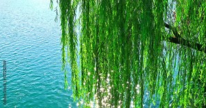 Green weeping willows and clear water with sparkling water in the West Lake, Hangzhou, China.