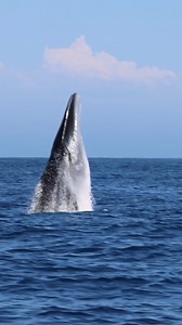 Brydes whale breaching in so cal 🐋 #whale #whales #brydeswhale #brydeswhales #california #whalewatching #whalewatch #breaching #canonphotography #canon #canonusa #canonphotographer #mycanonstory #canonbringit | ace_visuals