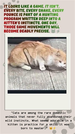🐈 Cute face. Predator software. Training mode activated. 🐍😼