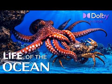 Ultimate 4K Underwater Paradise 🌊 | Exotic Coral Reefs & Deep Sea Sounds for Deep Sleep