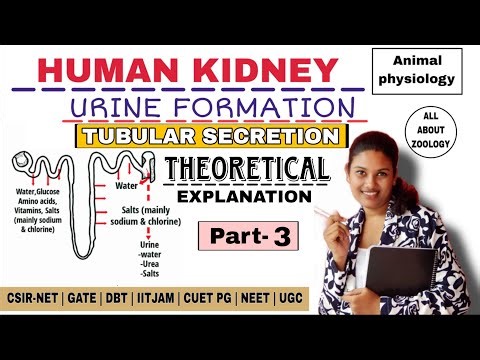 URINE FORMATION - TUBULAR SECRETION FULL EXPLANATION | ANIMAL PHYSIOLOGY | CSIR-NET LIFECSIENCES