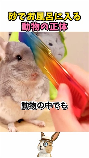 砂でお風呂に入る動物の正体