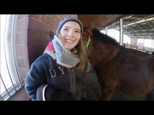Neues Pony?...| HeyHorse
