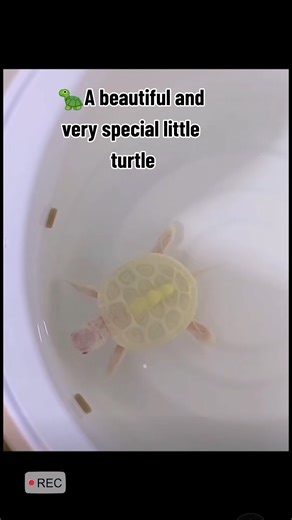 A beautiful and very special little turtle#turtle #petfriendly #tortoise | Christines Frenchies | Facebook