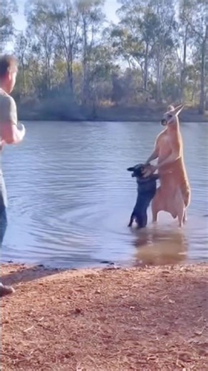 Probably the Best Man, Dog & Kangaroo Beer Friendship in the World! 🍻