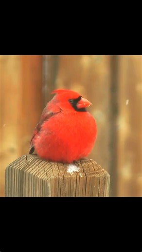  Meet the Northern Cardinal, one of the most stunning and beloved birds in North America! With their brilliant red feathers and melod #animal | PI Sey | Facebook