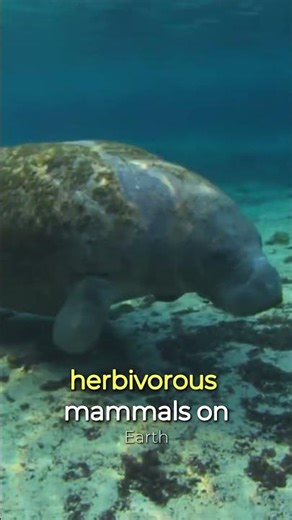 Dugongs: The Shy Sea Cows You've Never Heard About | #shorts #animals #dugong