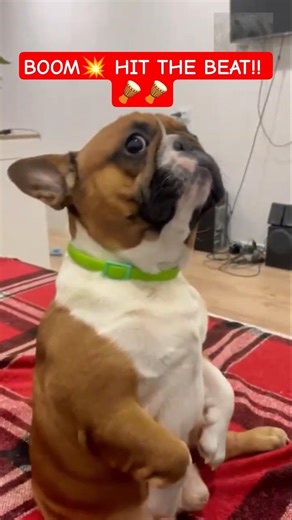 Dancing Dogs GO CRAZY!! #shorts #animals #dog