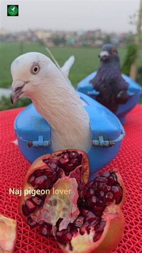 Kabootar care #reels #pigeon #viral #kalapati #kobutor #Narayanganj | Nayem Hossain