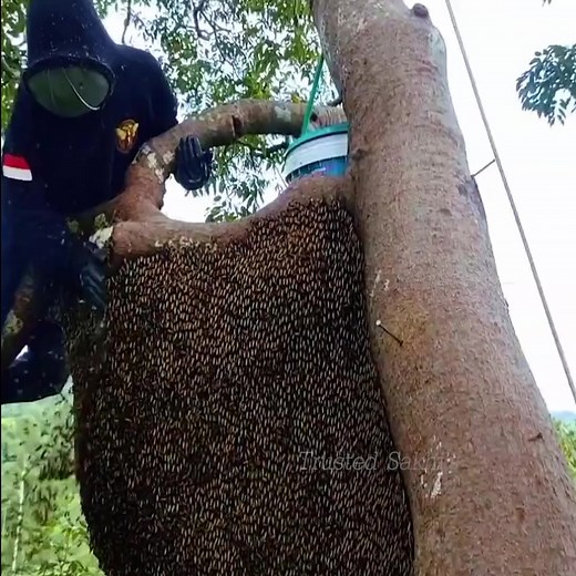 😲 Tree Full of Honey YES! Watch the Epic Harvest of a Giant Wild Comb 🌳🍯#fblifestyle | Trusted Sakhi's Artwork