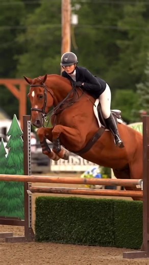 Discover Amazing Horse Videos with Snaptik