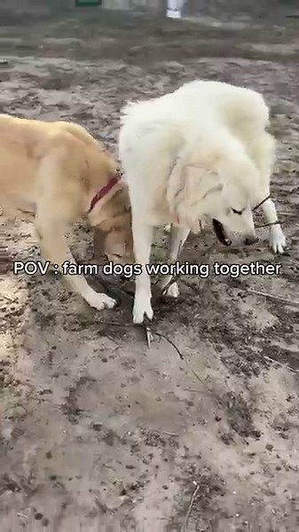 Farm Dogs Team Up: Epic Duo in Action #FarmLife #WorkingDogs