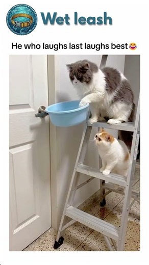 Cats playing the ultimate prank on each other 💀 #cat #funny