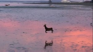 25M views · 7.1K reactions | One of our viewers had a magical encounter this morning. Dave Mott spotted this deer on the shore at Poole Harbour at dawn while he was out walking his dog. It's thought it's a Sika deer that may have swum over from Brownsea Island where there's a resident population | BBC Hampshire & Isle of Wight | Facebook