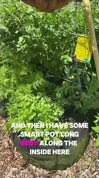 Save Space in the Garden With This Easy DIY Cattle Panel Trellis!