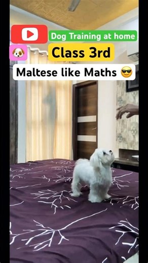 Dog Training at Home 🐶|Maltese Solves Maths Tricks! 😱 #shorts #dog #training