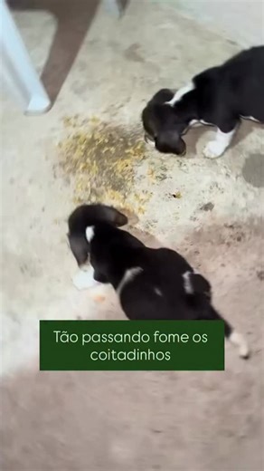 3.4K views · 12 comments | Beagle sendo beagle… | vet.paulasilverio | Facebook