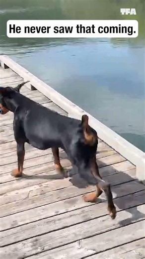 He never saw it coming 😆 #dogs #fails #shorts #funny #relatable