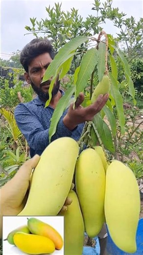 Online Service Started! Fruit trees at the lowest price now