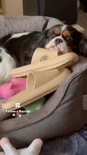 32K views · 1.1K reactions |  Bed full of trophies and all those...