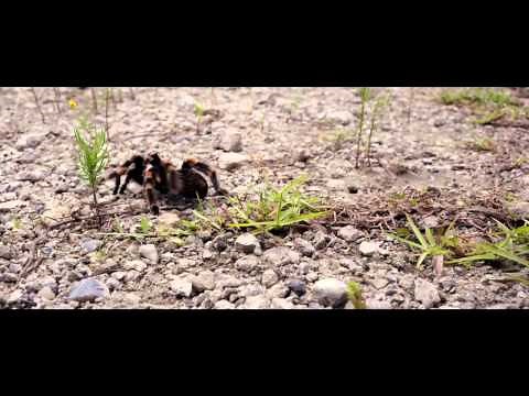 We're The Millers - Spider Bite