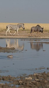Hooves in sync as zebras and wildebeest parade to the water's edge. #namibia #wildebeest #zebra #etosha #namibiatravel #namibiatourism #visitnamibia #travelnamibia #safari #wildlife #desert #travelphotography | Nwrnamibia