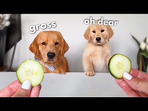 Dog & Puppy Review Different Foods - Tucker Taste Test 20