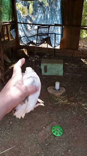 Flying quail slow motion