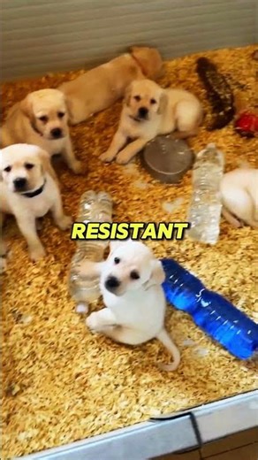 🐕 Why Labrador Retrievers Are PERFECT First Time Family Dogs! 🏡 (Everything You Need to Know)