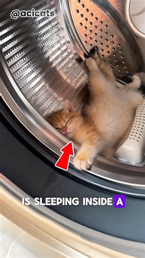 Why You Should Check Your Washing Machine First! 😺⚠️ #acicats #cat