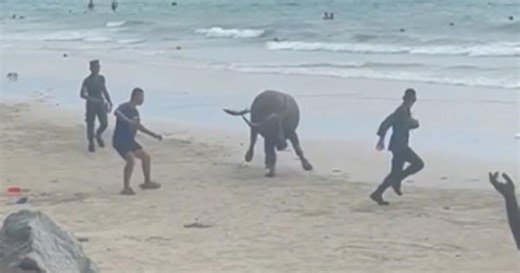 Escaped buffalo rampage sends tourists fleeing on Thai beach