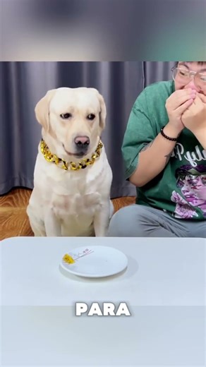This little dog didn't want to eat his food because of this 🐶