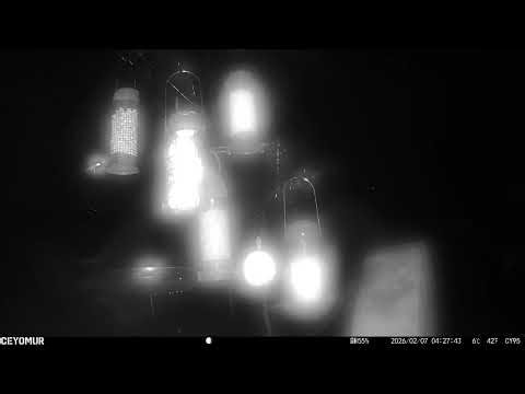 A Tawny Owl Calling at Night | Feeder Frenzy After Dark