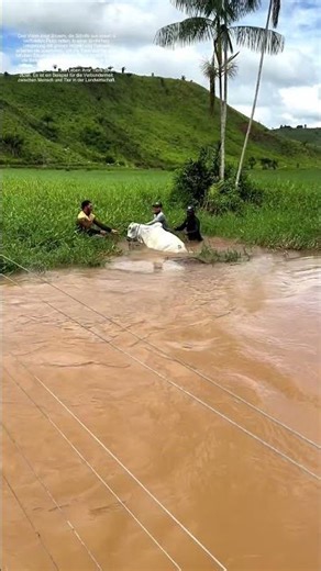 Rettung aus dem Fluss: Wie Bauern ihre Schafe vor der Flut retten