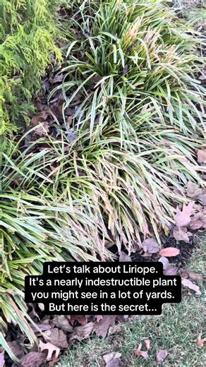 Essential Care Tips for Variegated Liriope