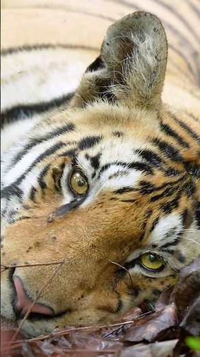 Tiger Eye Close-Up 🐅👁️ | Where Power Meets Focus