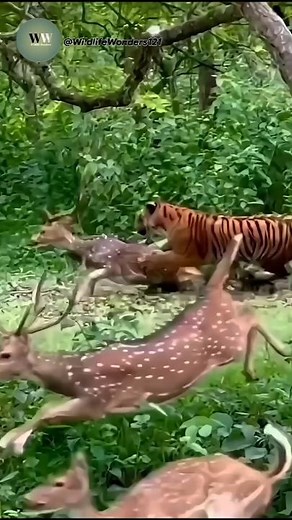 Tiger Ambushes Deer – Wild Hunt Caught on Camera
