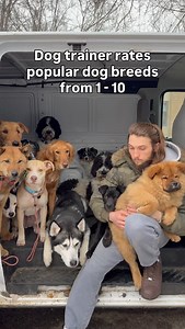 DOG TRAINER RATES BREEDS. PT.41. Do you think Shepp, Arti or Kiddo would be a good match for you? Let us know! ♥️ #dog #dogtraining #dogpsychology #dogbehavior #viral | Cherry Hoggs
